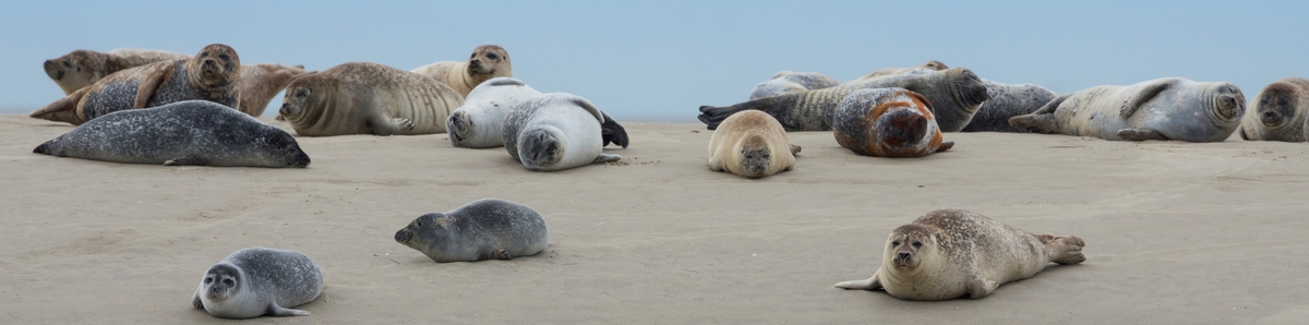 Les phoques de la Baie de Somme