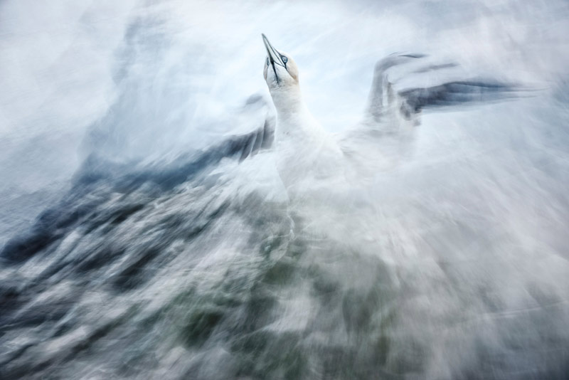 GRAND PRIX CONCOURS PHOTO 2019 – Gannet from the rocks © Jose Pesquero Gomez