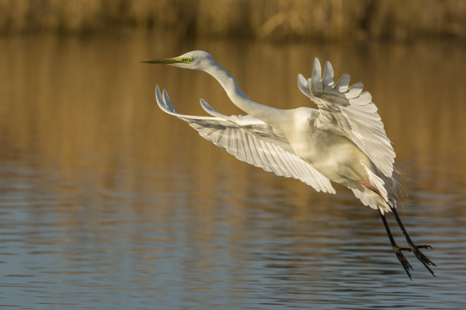Grande Aigrette (Ardea alba - Great Egret)- Saison : Printemps- Lieux : Marais du Crotoy © Stéphane BOUILLAND