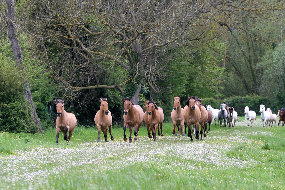 lacher chevaux au LieuDieu