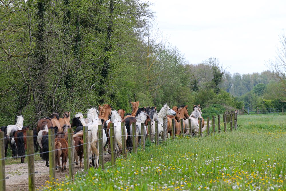 lacher de chevaux