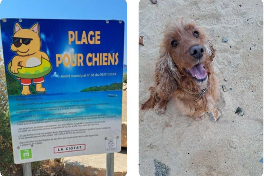 plage autoris&eacute;e aux chiens - panneau