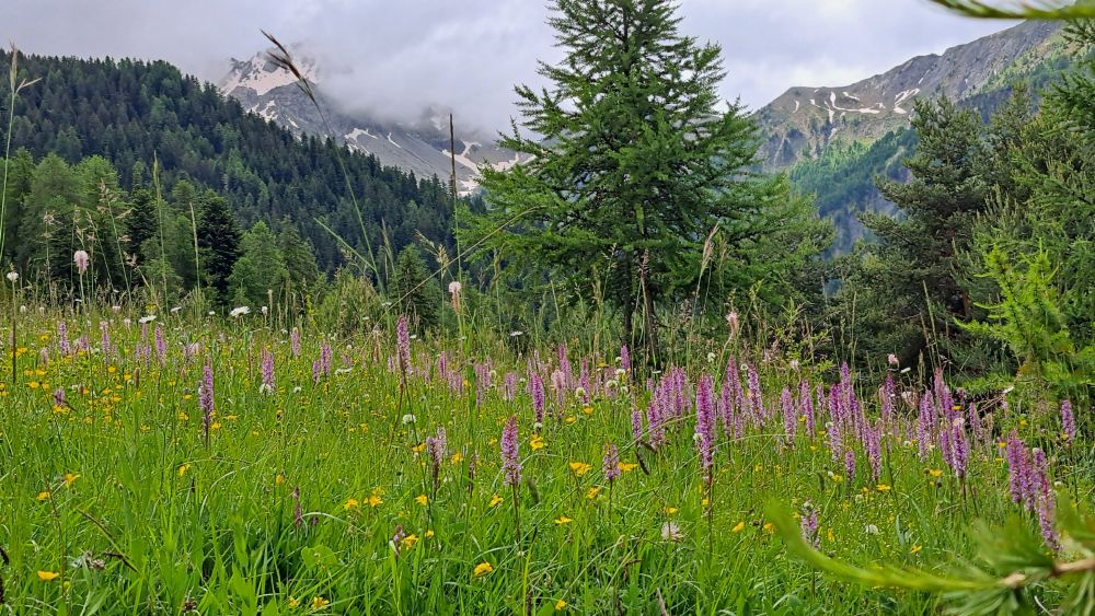 fleurs sauvages de montagne