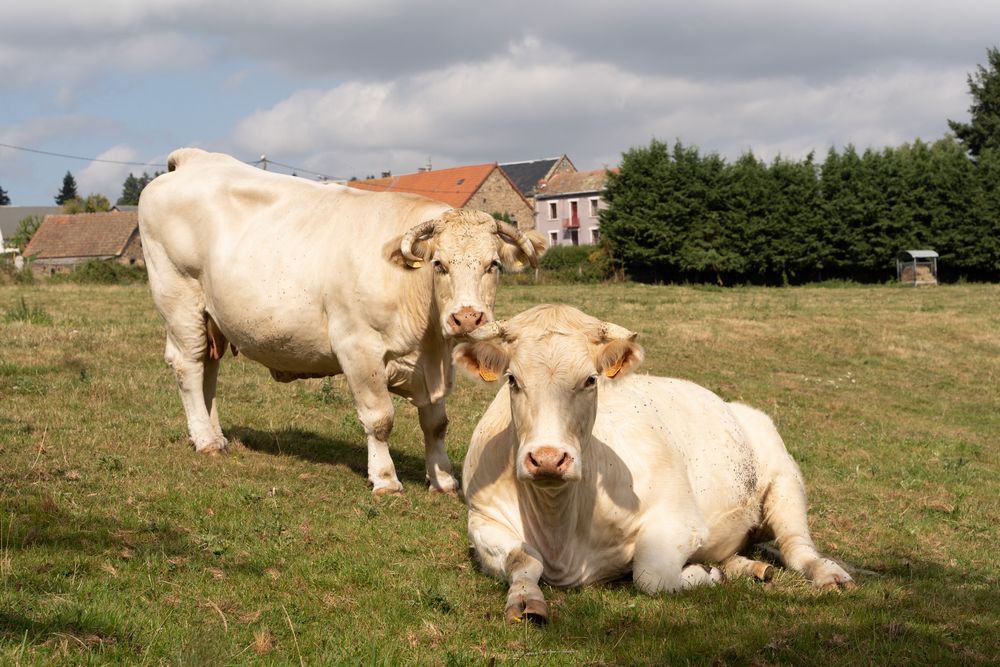 vaches auvergne