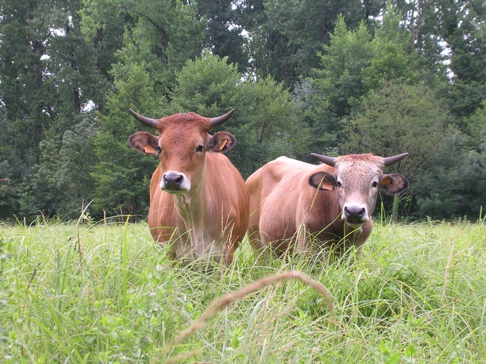 vaches dans le marais
