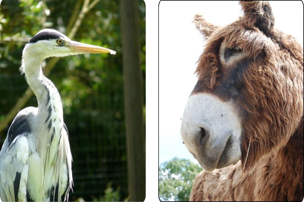 h&eacute;ron et baudet dans le marais